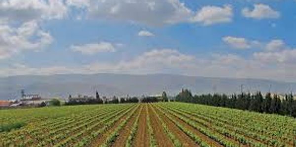 Beka'a Valley vine crops