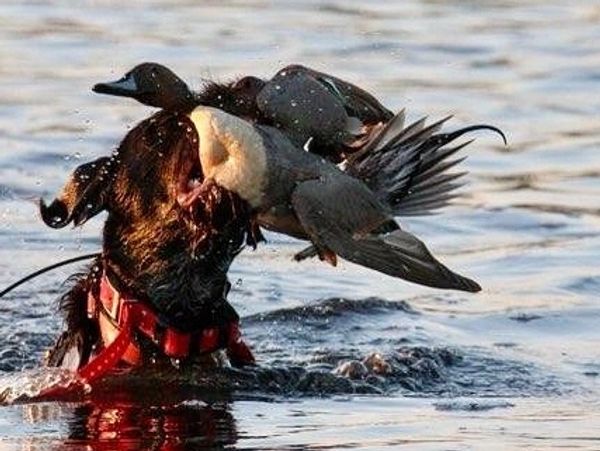 Duck Club Hunting Blind Leases River Dog