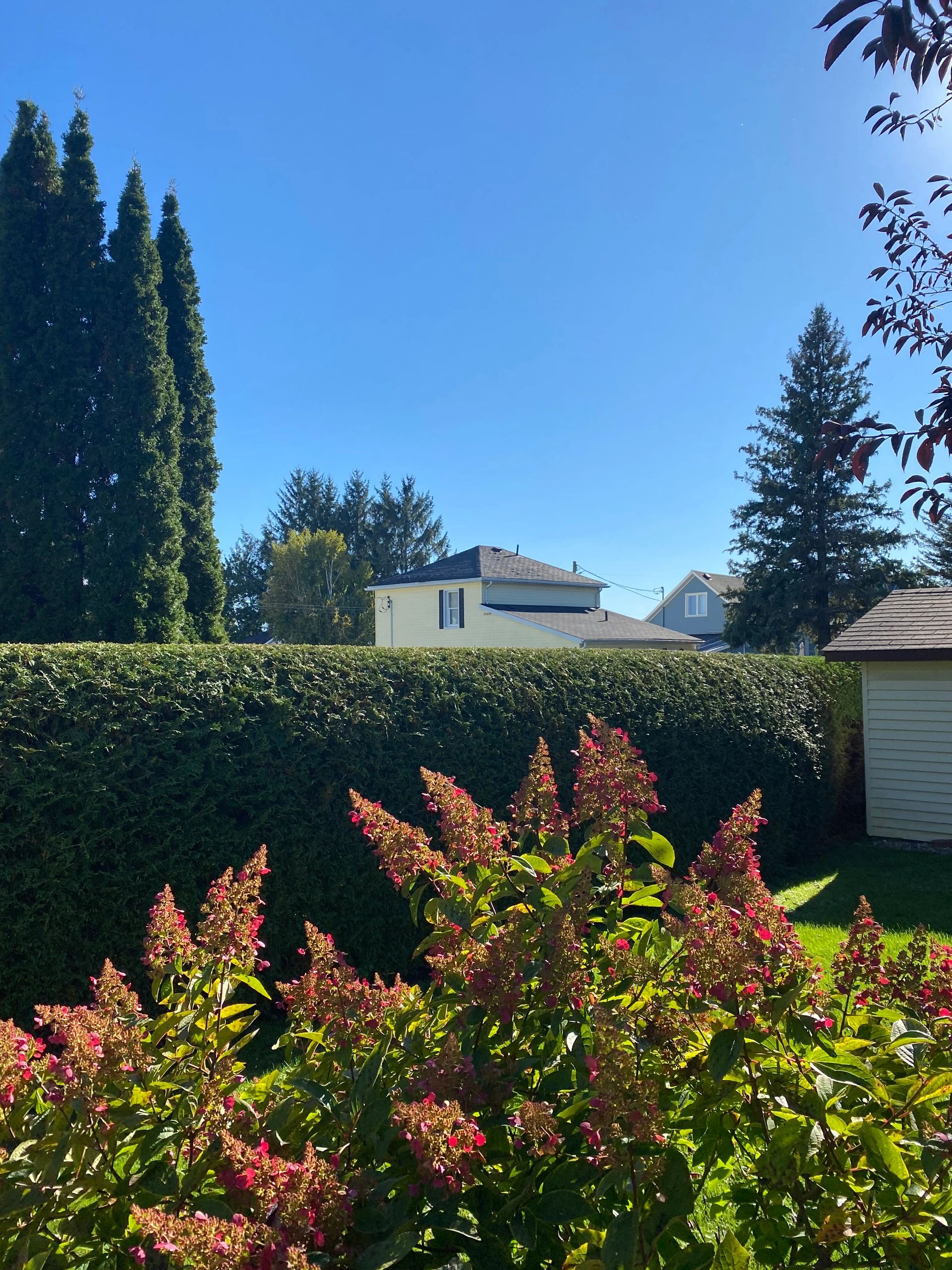 Village Hedges Ottawa Hedge Trimming + Softscaping Accueil