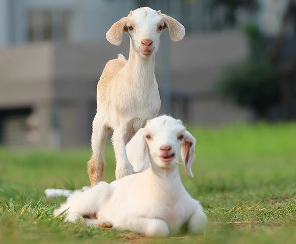 Two adorable young goats in a grassy area, one standing and one lying down.