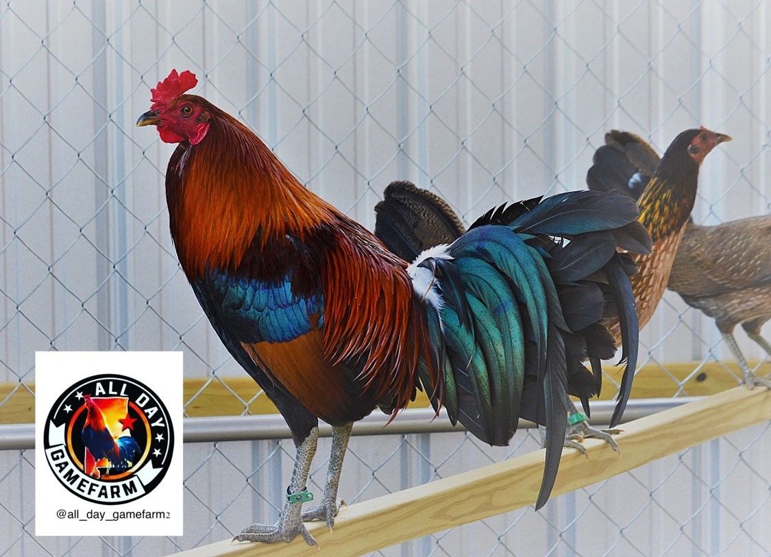 Bennett Grey Gamefowl