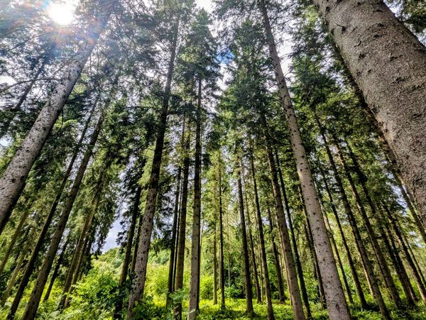 Tall pine trees reaching towards the sunny sky.