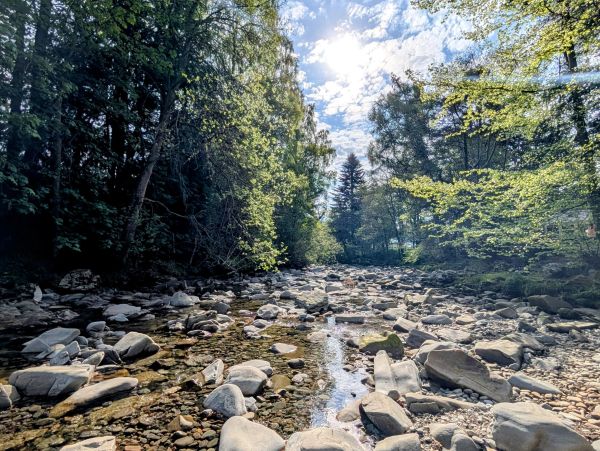 Scenic rocky riverbed with sunlight filtering through trees.
