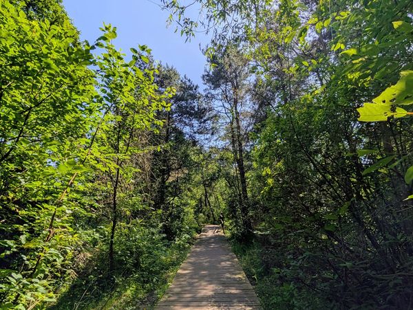 Wooden pathway through a green forest.