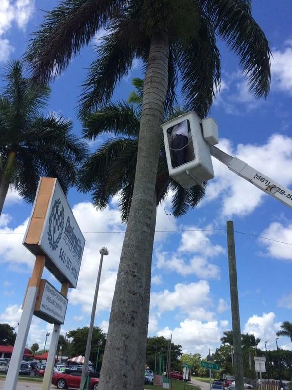 Person stuck inside a cherry picker bucket against a palm tree.