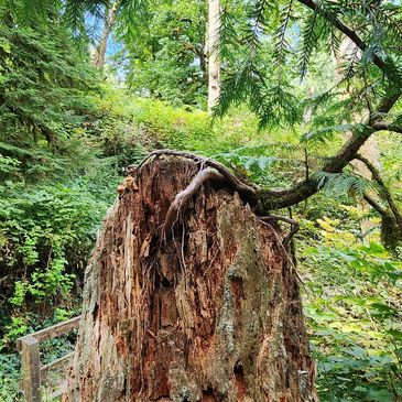 A large tree stump with exposed roots in a lush forest.
