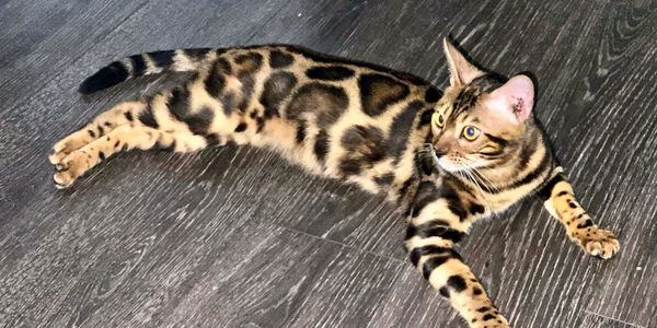 Bengal Cats Kittens