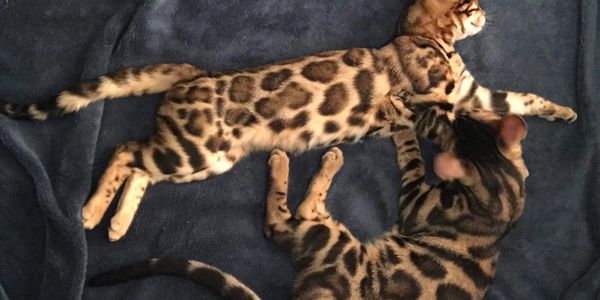 Bengal Cats Kittens
