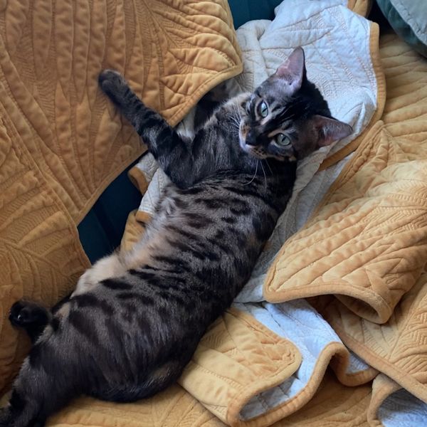 Bengal Cats Kittens