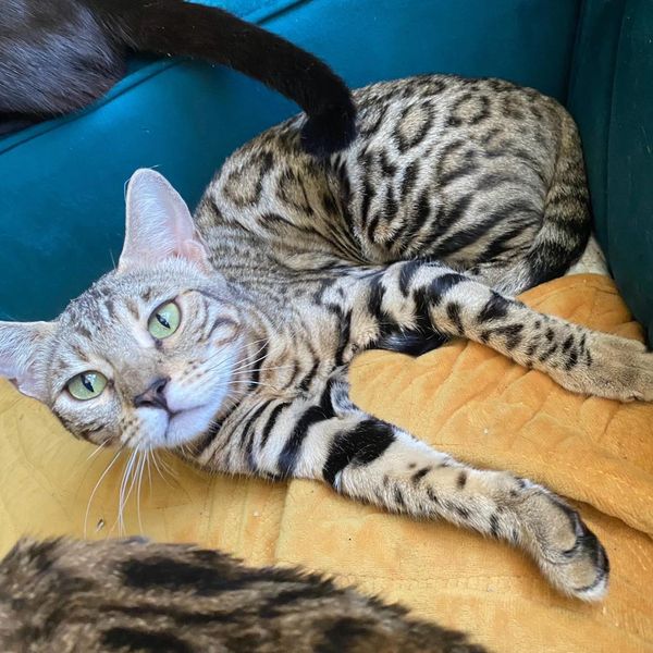 Bengal Cats Kittens