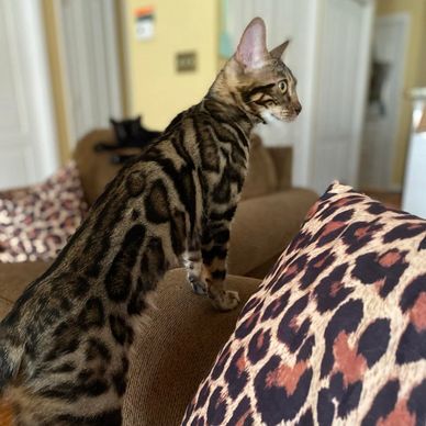 Bengal Cats Kittens