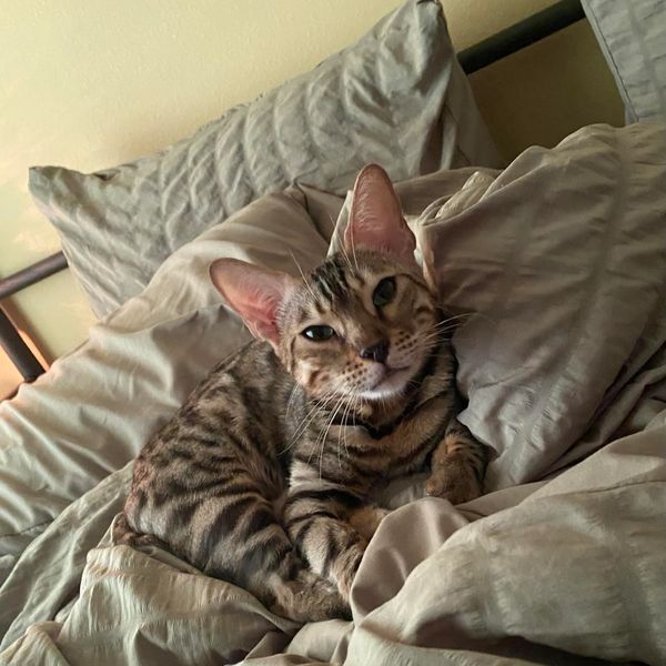 Bengal Cats Kittens