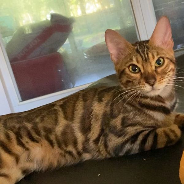 Bengal Cats Kittens