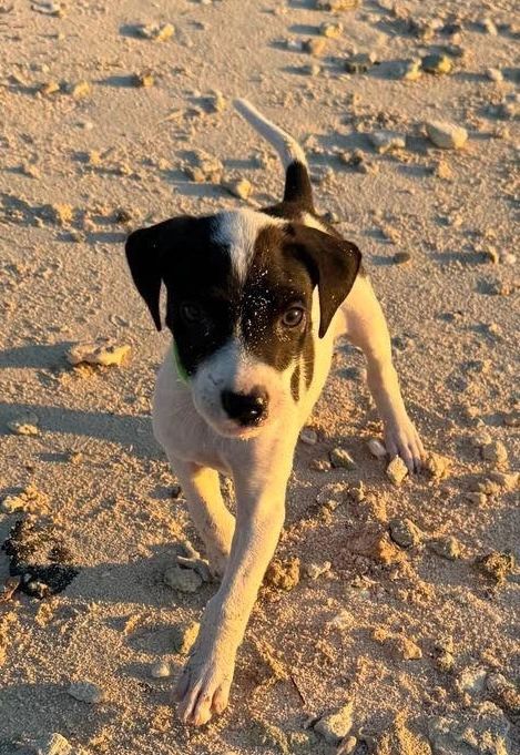 Puppy living on the beach.