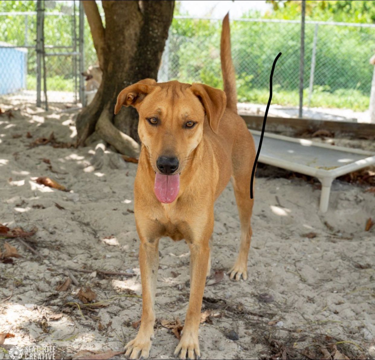 Potcake dog in a caged area at shelter, waiting for someone to bring him home. 