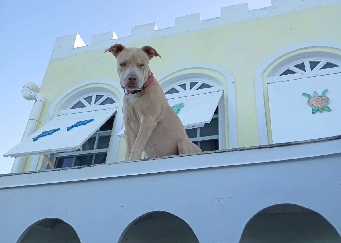 Island dog on a roof of building watching with curiosity. 