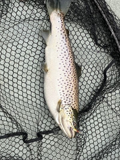 A spotted fish caught in a black fishing net.