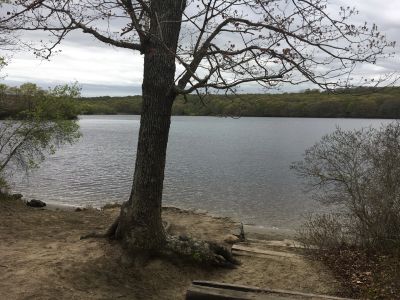 A tree by a calm lakeside under a cloudy sky.