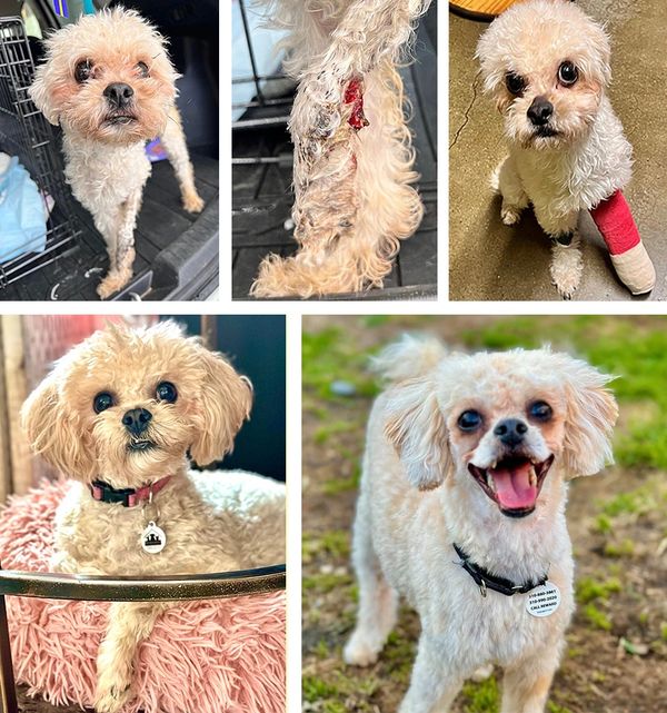 Transformation of a small dog from injured and sad to healthy and happy.