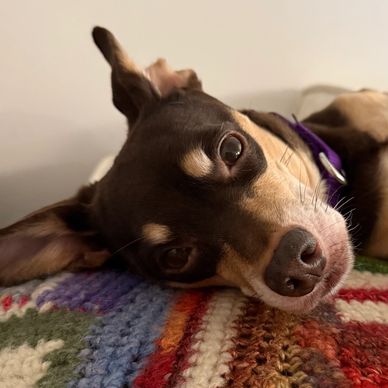Close-up of a relaxed dog lying on a colorful blanket.