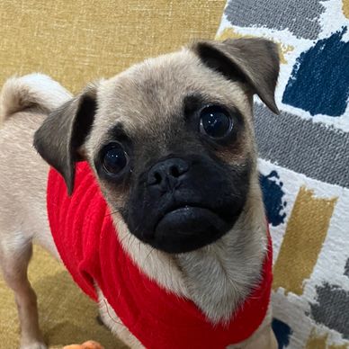 Cute pug puppy wearing a red sweater.