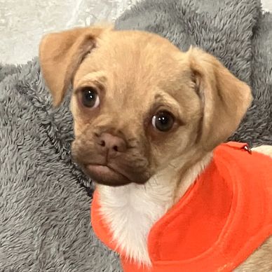 Cute puppy wearing an orange hoodie.