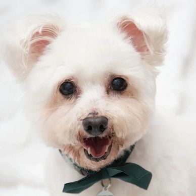 Small white dog with a green bow tie.