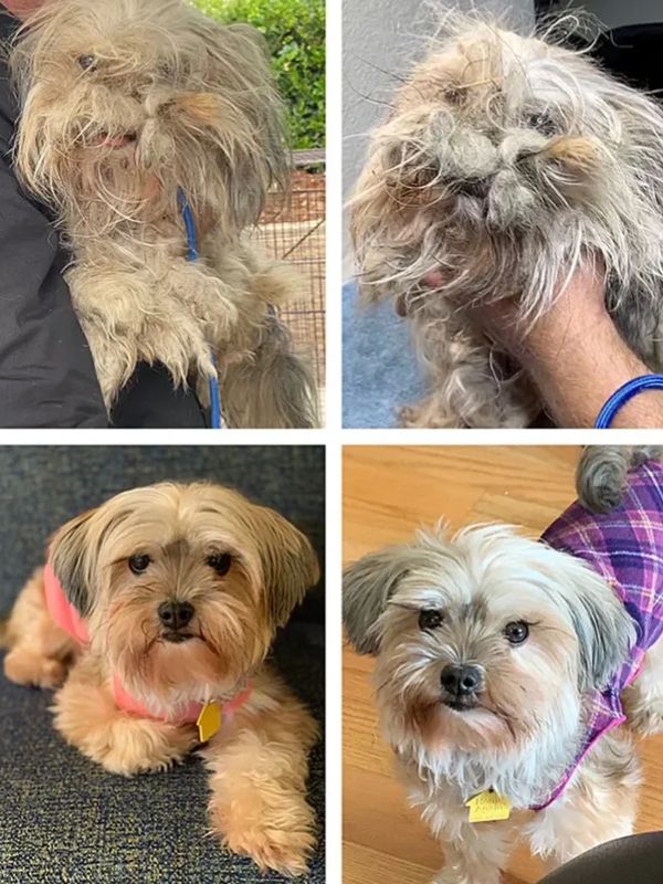 Before and after grooming of a scruffy dog into a neat, adorable pet.