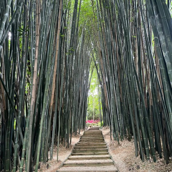 Pathway through a dense bamboo forest with wooden steps.