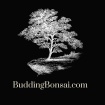 Budding Bonsai