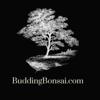 Budding Bonsai
