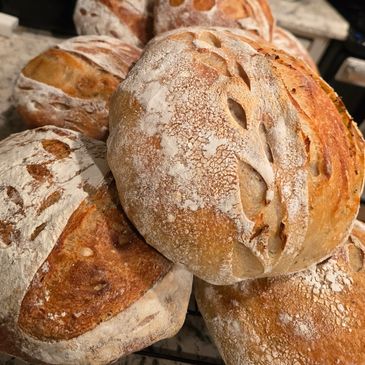 sourdough bread
tomato basil sourdough bread
sourdough starter
jalapeno chedddar sourdough