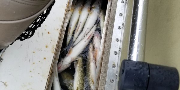 Live well full of Detroit river walleye