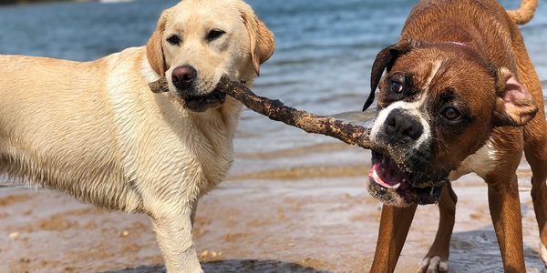 Dogs Plus
Dog walkers in  St Austell
Dog walkers in Truro
Dog walking
Dog walkers in Cornwall
