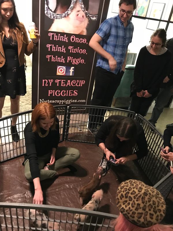 NY Teacup Piggies Pig Party, Rent Mini Pigs NY Teacup Piggies