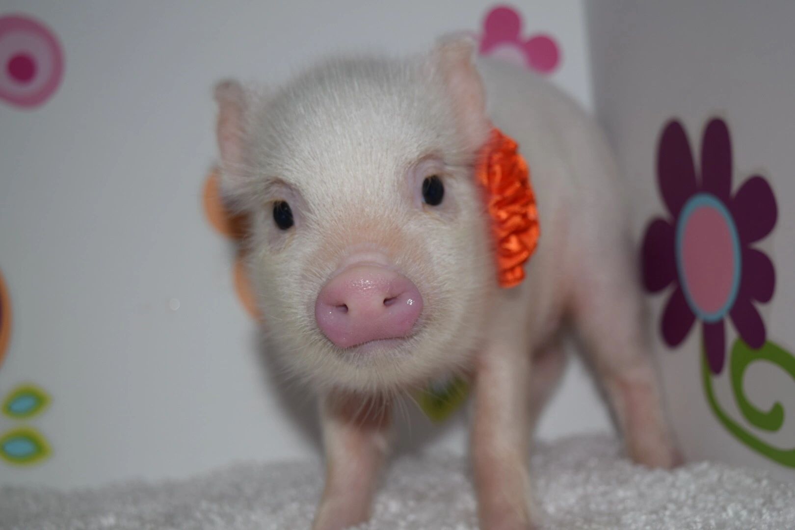 pink mini pig