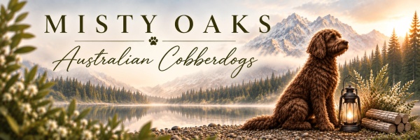 Welcome to
Misty Oaks Australian Cobberdogs