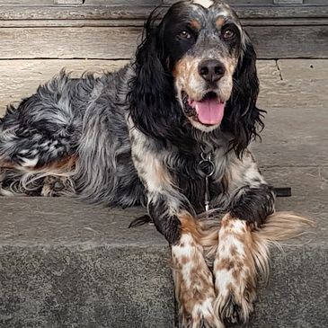 One of our rehomed dogs on a day out at York Minster