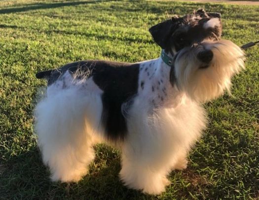 what is a mega coated schnauzer