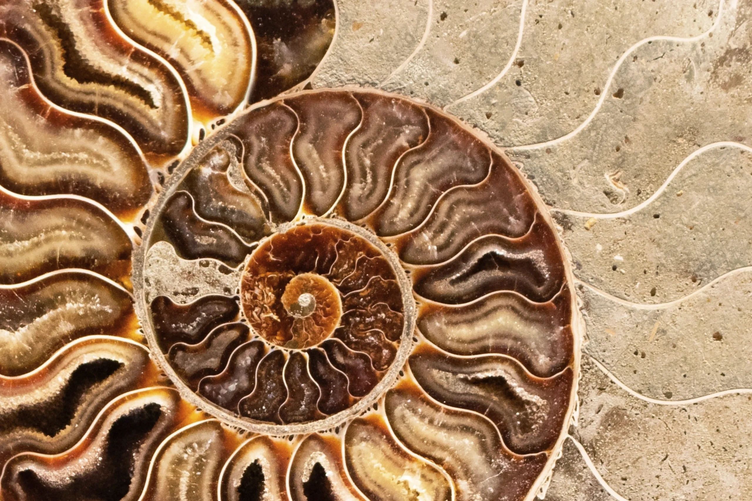 Close-up of a polished ammonite fossil.