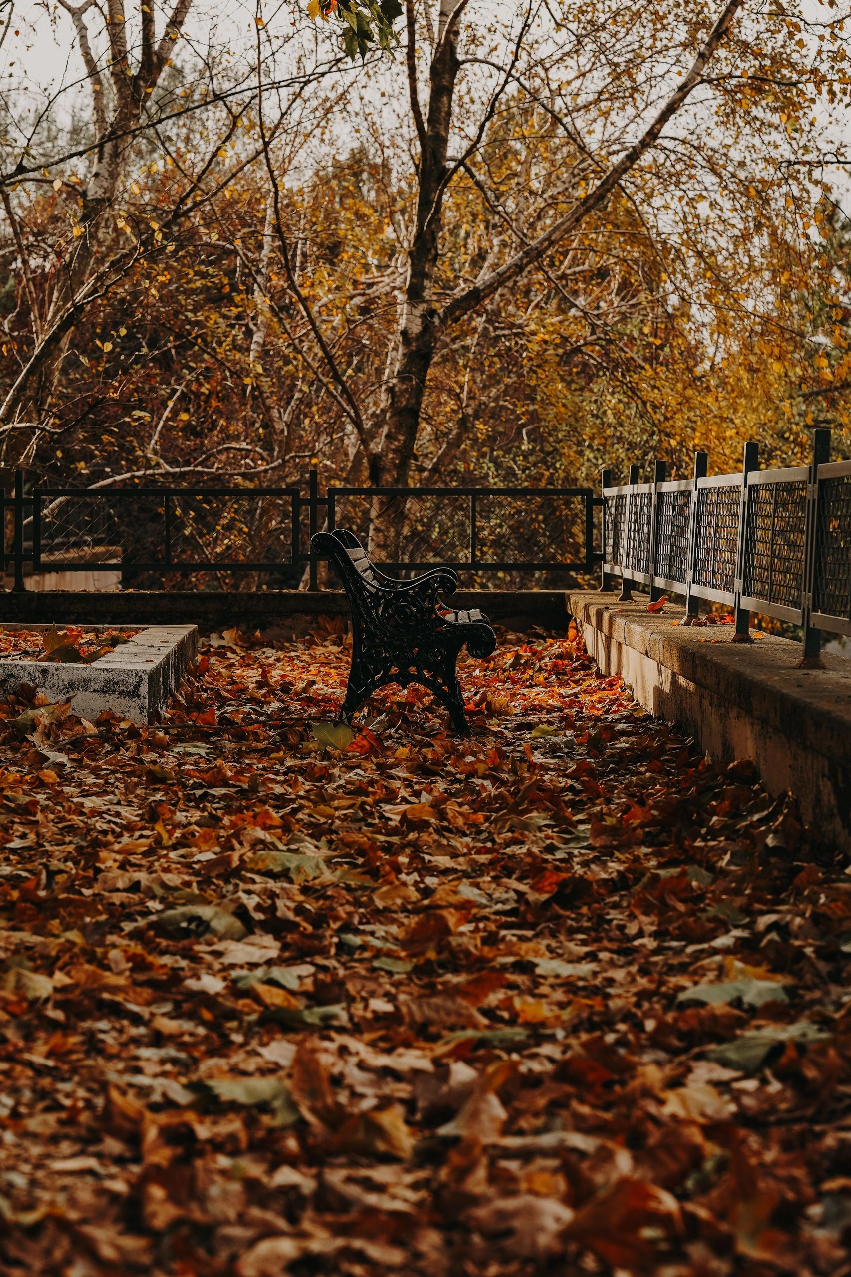 Empty bench in a leaf-covered autumn park.