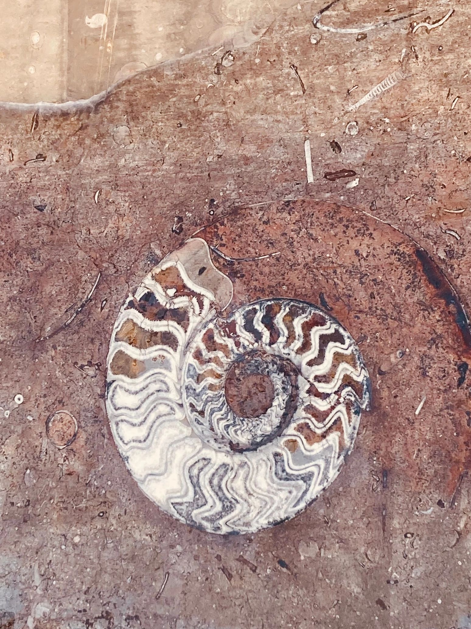 Close-up of a spiral fossil embedded in rock.