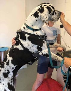 rehab therapist hydrotherapy certified hydrotherapy animal acupuncture