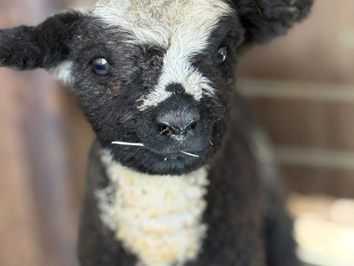 Close-up of a black and white baby lamb with straw on its face.