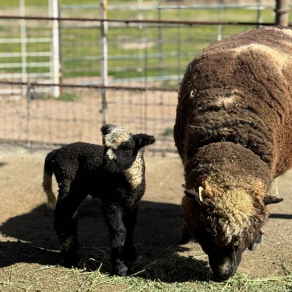 A black lamb with a white face stands next to a brown sheep eating hay.