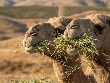 Two camels eating grass in a desert.