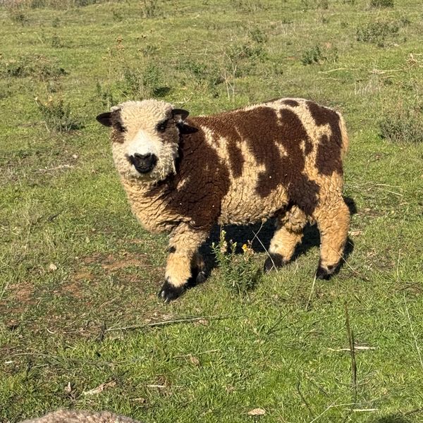 A brown and cream-colored sheep standing on green grass.