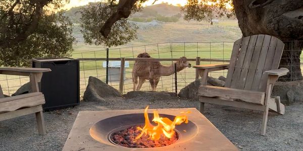 A camel stands behind a fence near a fire pit and wooden chairs outdoors.