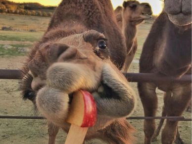 A camel eating an apple slice.
