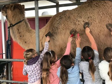 Children grooming a camel at a zoo or farm.